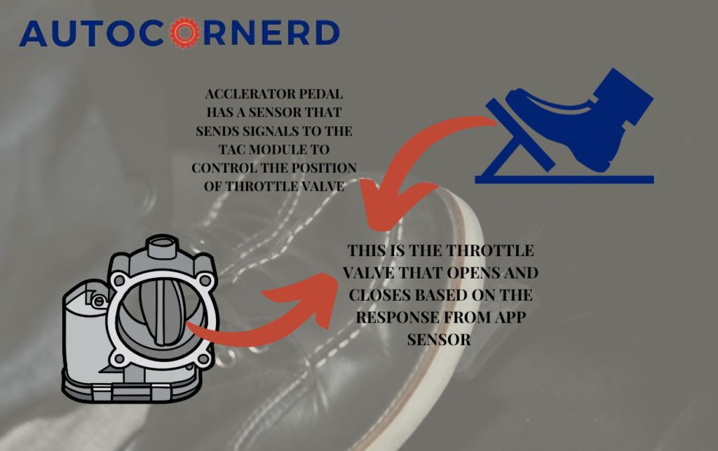 Illustration connecting an accelerator-pedal sensor signal with electronic throttle-plate movement.