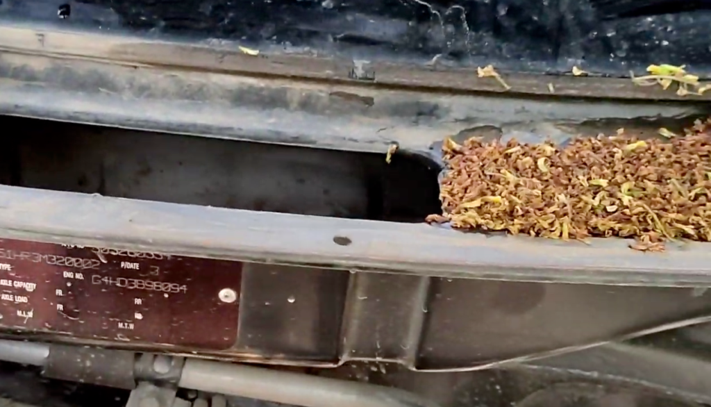 Leaves and debris collected beneath a vehicle’s windshield cowl.